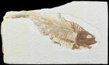Bargain, Diplomystus Fossil Fish - Wyoming #67941-1